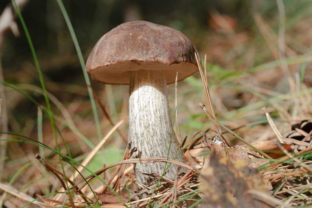 Если осенью мало грибов, это к ранней осени и суровой зиме