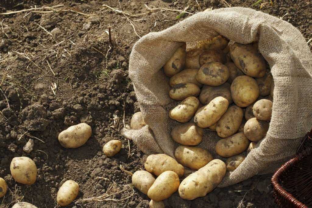 Сбор урожая картошки