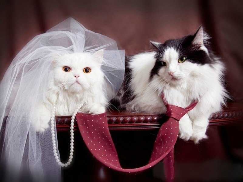 Свадьба котов