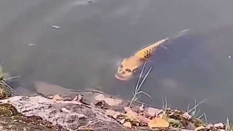 Какое существо было показано в ролике о «рыбе с человеческим лицом»