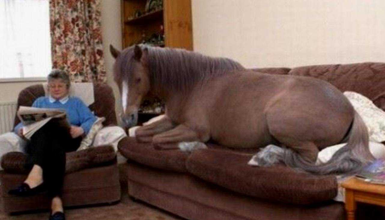 Лошадь на диване
