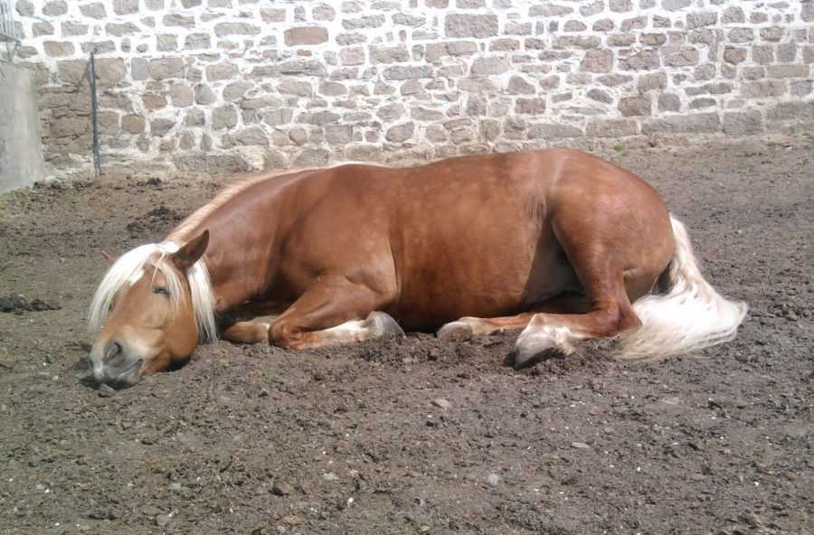 Почему лошади спят стоя? Отвечают ученые