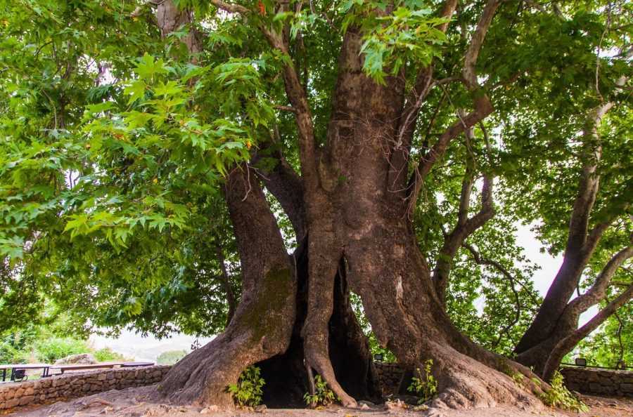 Клен Фото Дерева И Листьев И Плодов