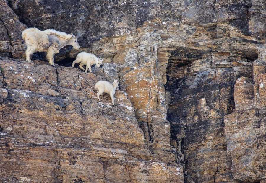 Горные козлы на скалах