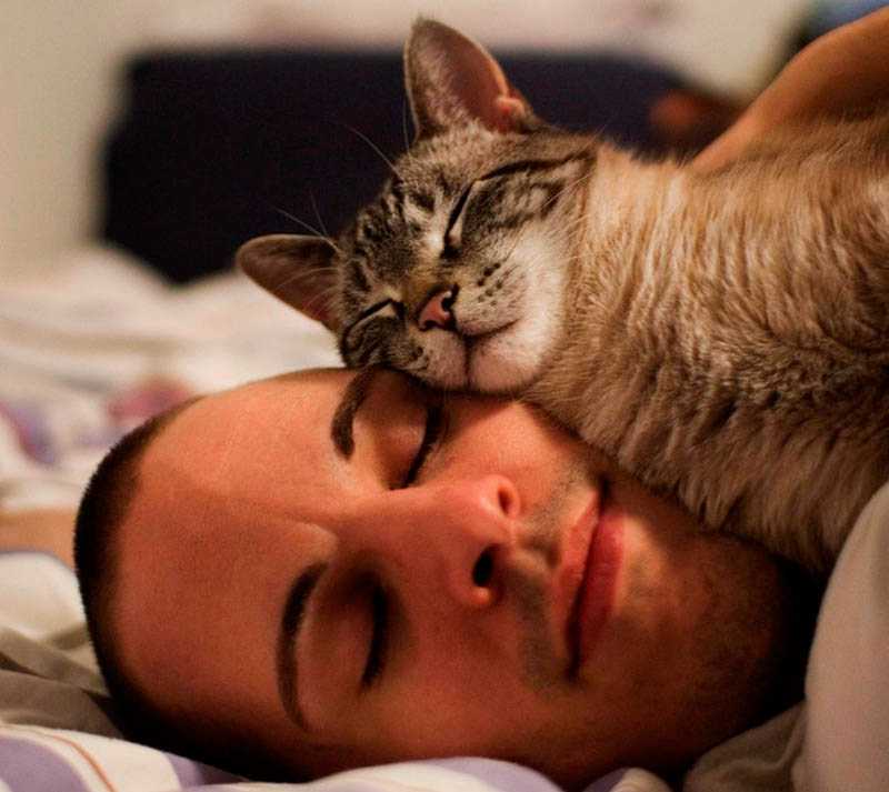 коты Считают кровать своим местом