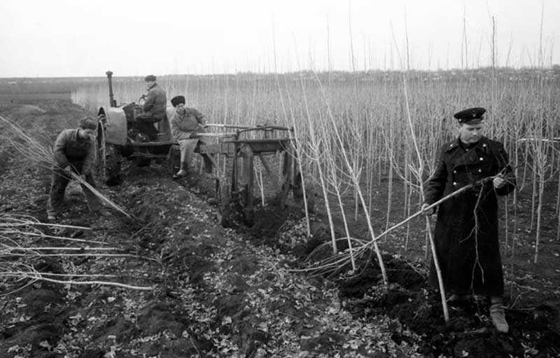 Тополя в Советском Союзе начали высаживаться примерно в середине прошлого столетия