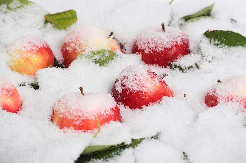 Яблоки на снегу: изображения без лицензионных платежей