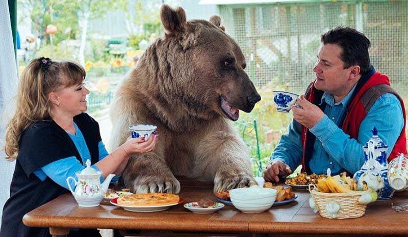 Как супруги Пантелеенко вот уже 28 лет живут вместе с медведем