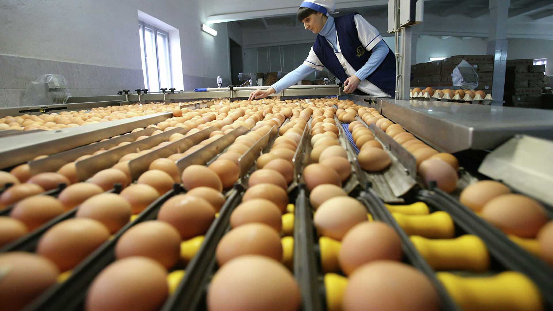 Минсильехоз: нет никаких предпосылок для роста цен на яйца и птицу