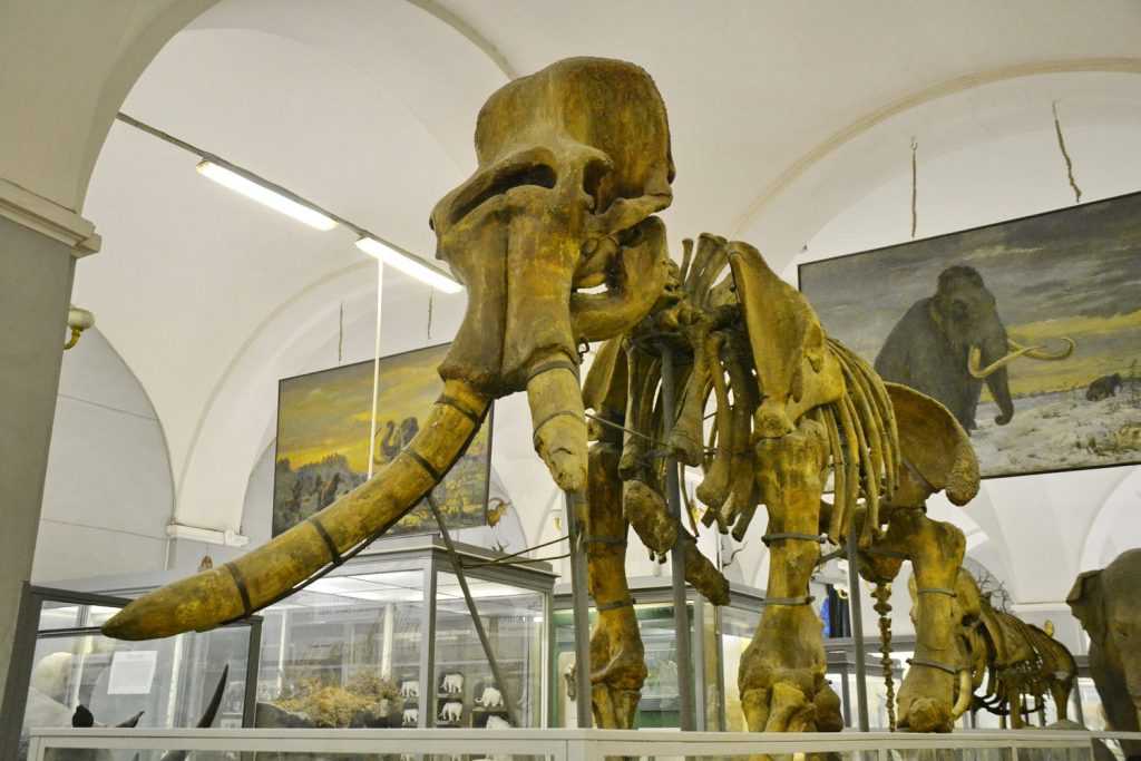 Плотник украл более 50-ти черепов древних животных из петербуржского Зоологического института