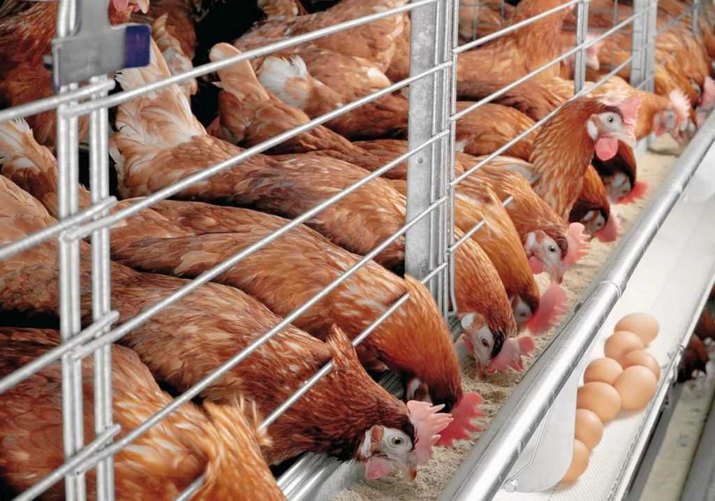 7 сотрудников российской птицефабрики заразились птичьим гриппом