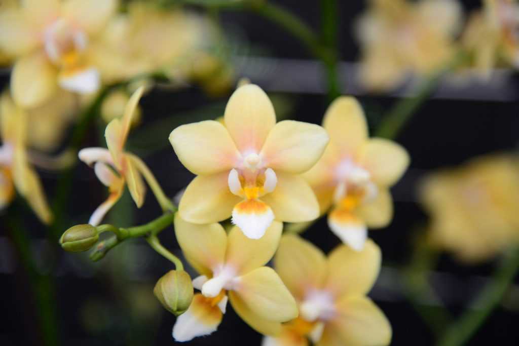 Учёные вывели новый сорт орхидеи