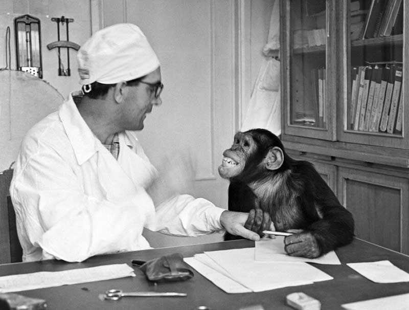 ученый Илья Иванов, который привез в страну 20 шимпанзе и занялся их скрещиванием с биоматериалами человека