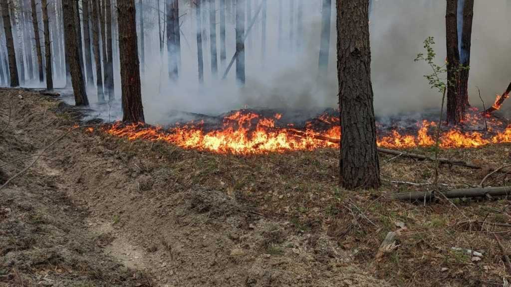 Лесные пожары в Югре увеличились в 10 раз