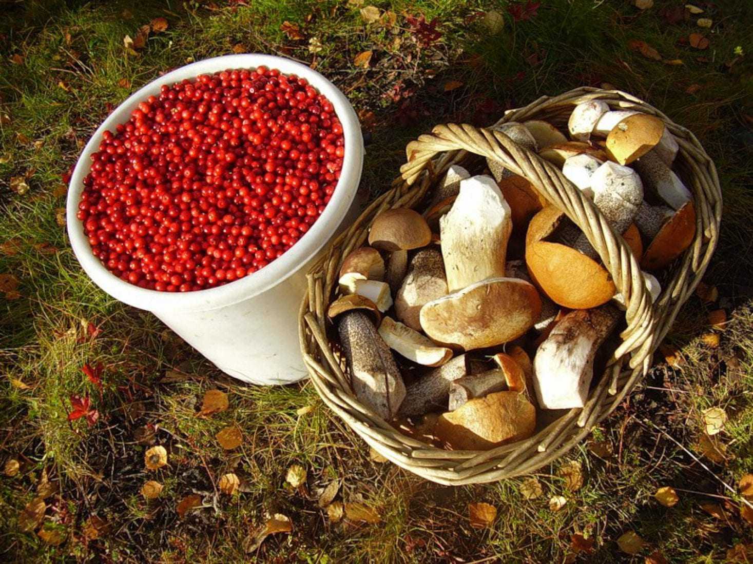 В России уточнили новые правила сбора грибов и ягод