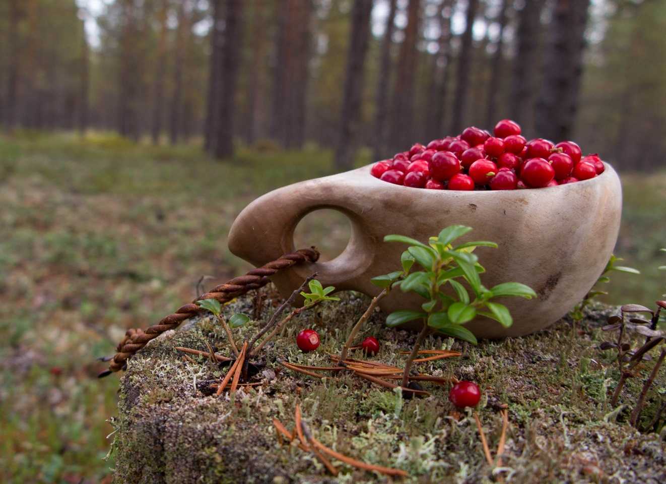 Россияне могут собирать ягоды и грибы без ограничений для собственных нужд