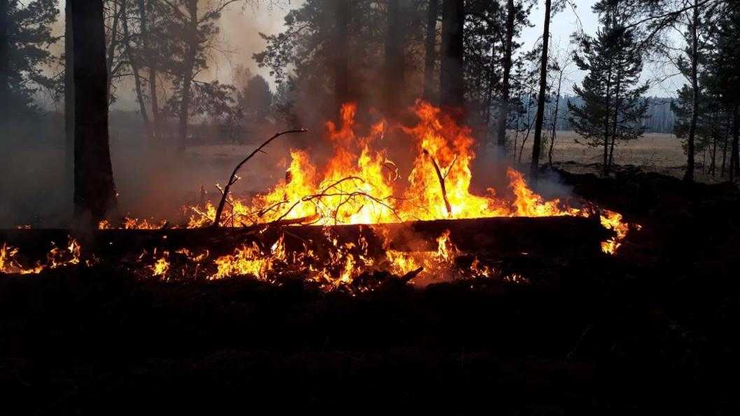 Потушили крупный лесной пожар в Тюменской области