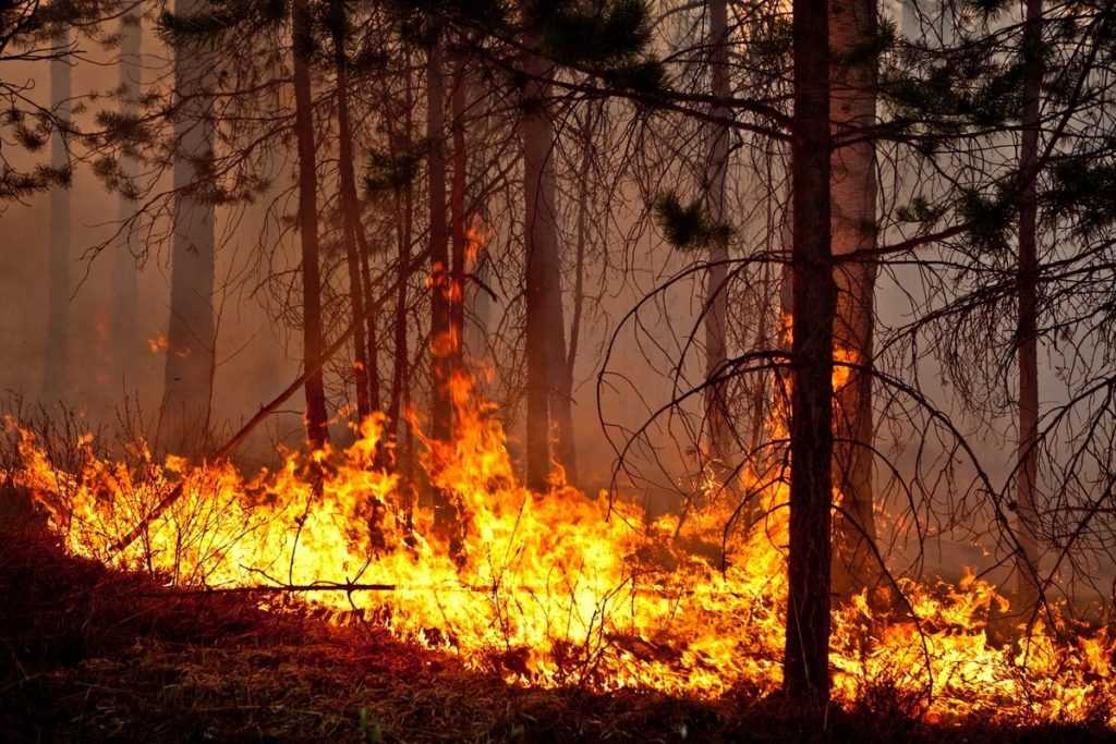 Власти Иркутской и Якутской области занижают статистику по лесным пожарам