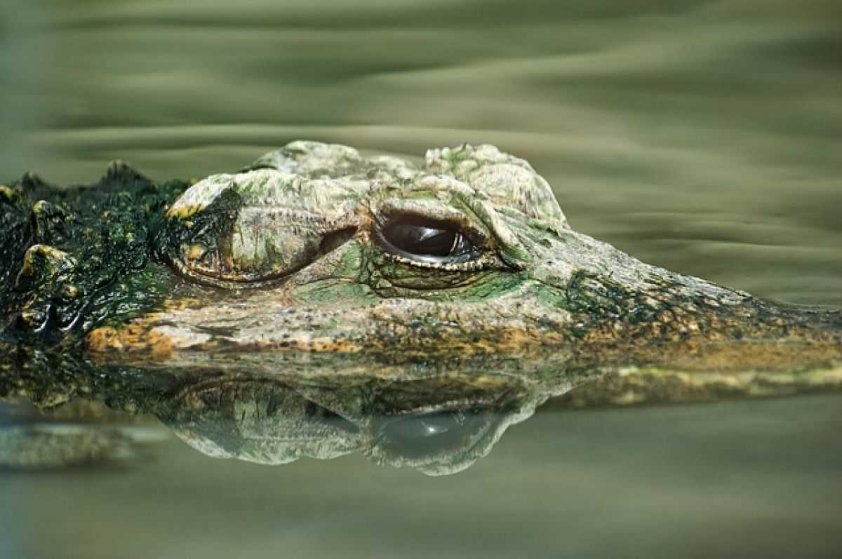 Сильные ливни затопили ялтинский крокодиляриум