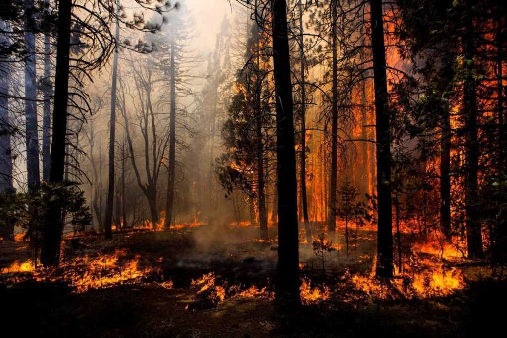 За прошлые сутки российскими службами было потушено больше 100 лесных пожара