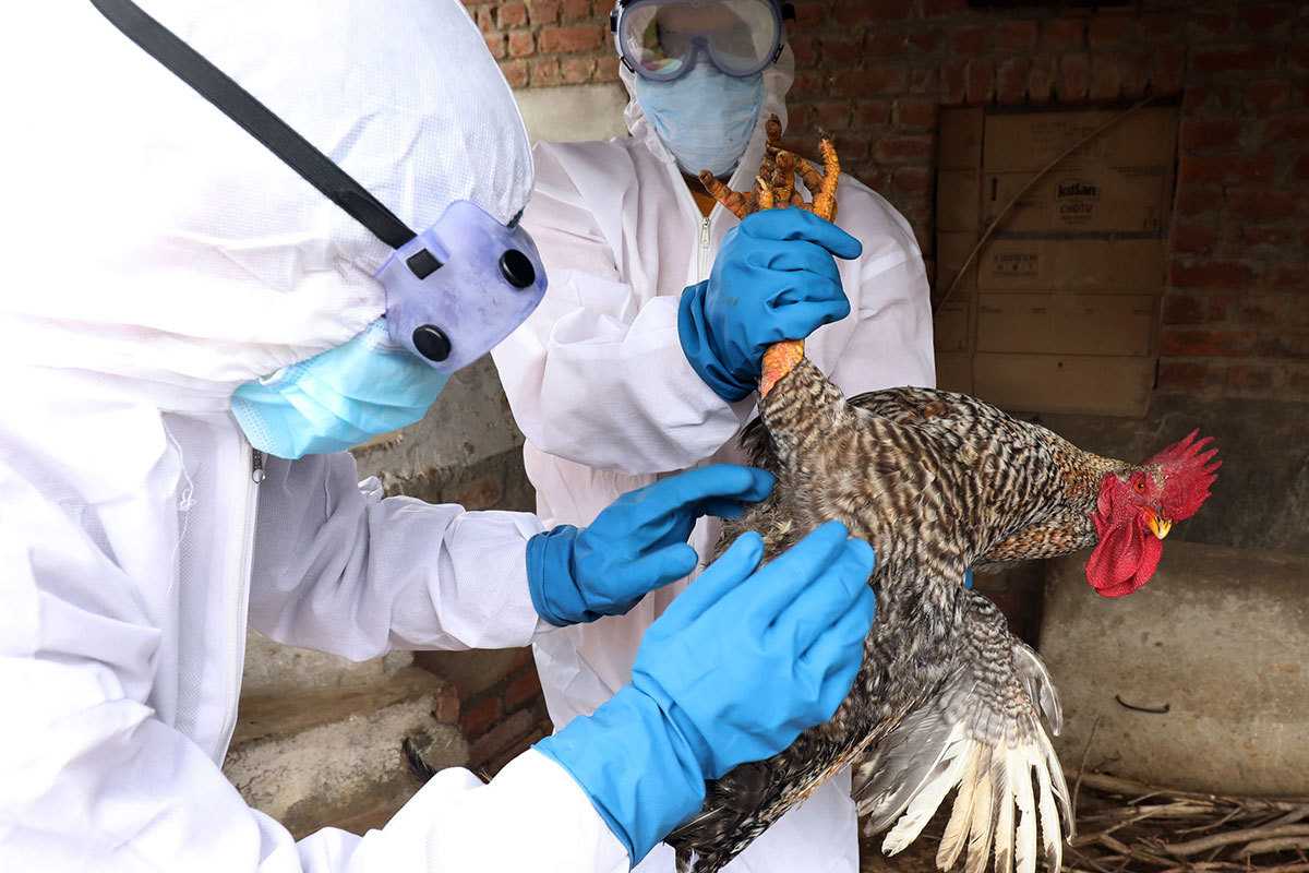 В Индии зафиксирована первая смерть от птичьего гриппа