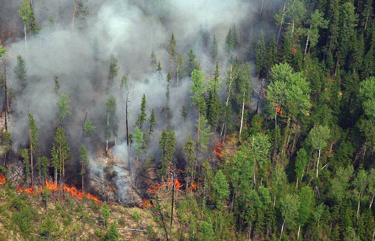 За сутки на территории РФ было потушено более 80 природных пожаров
