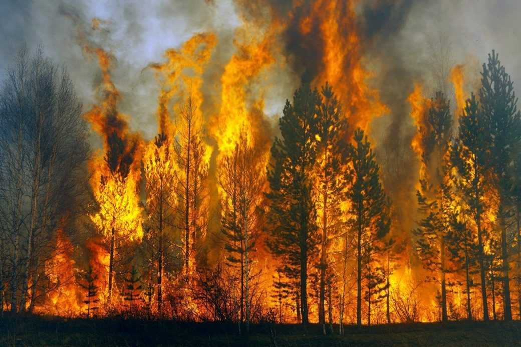 За прошлые сутки российскими службами было потушено больше 100 лесных пожара
