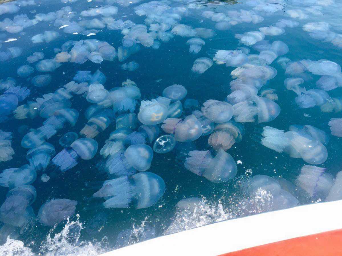 Украина хочет выставить счет России из-за нашествия медуз в Азовском море