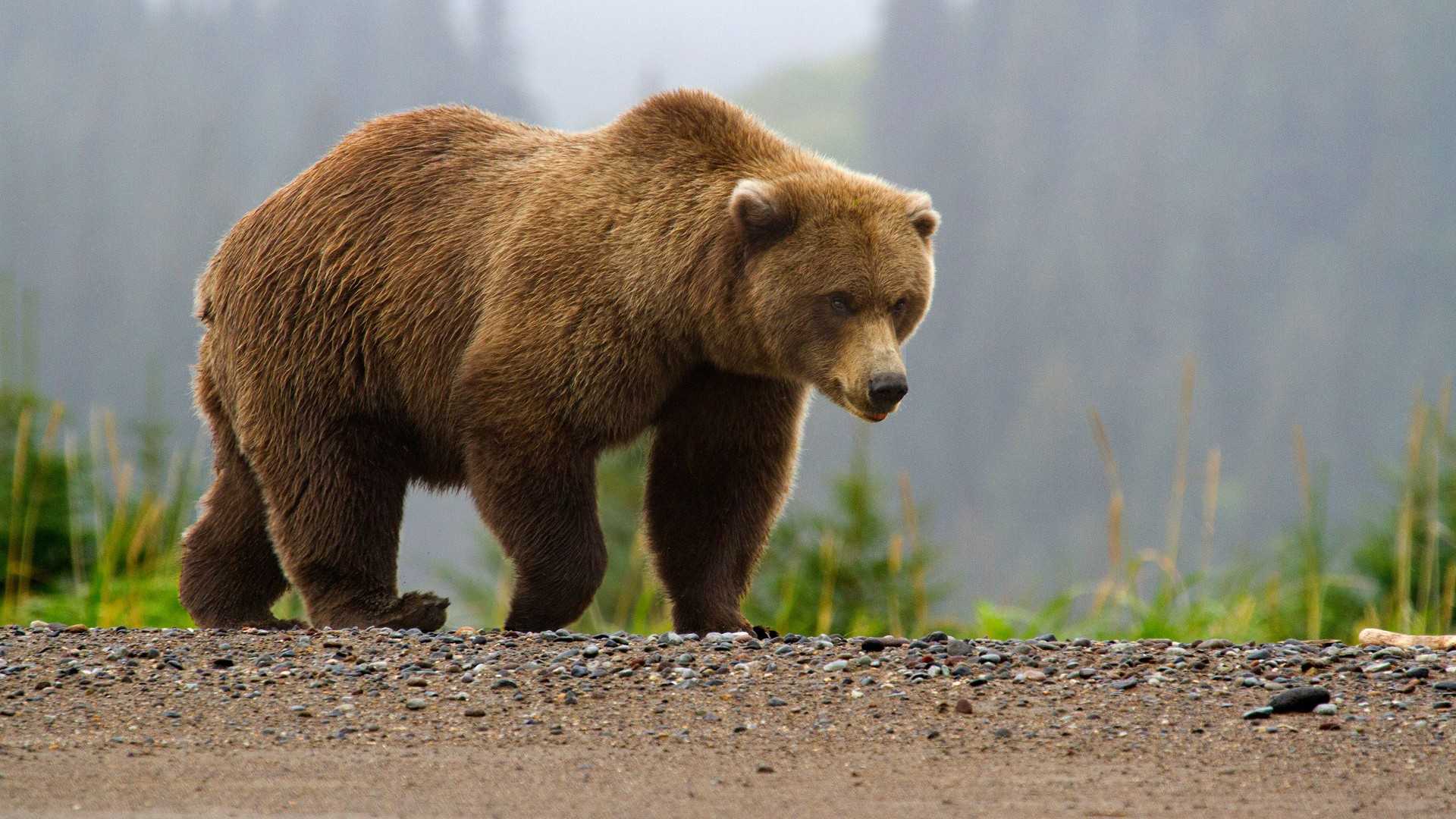 Сочинский медведь напал на туристов и разорвал им палатки