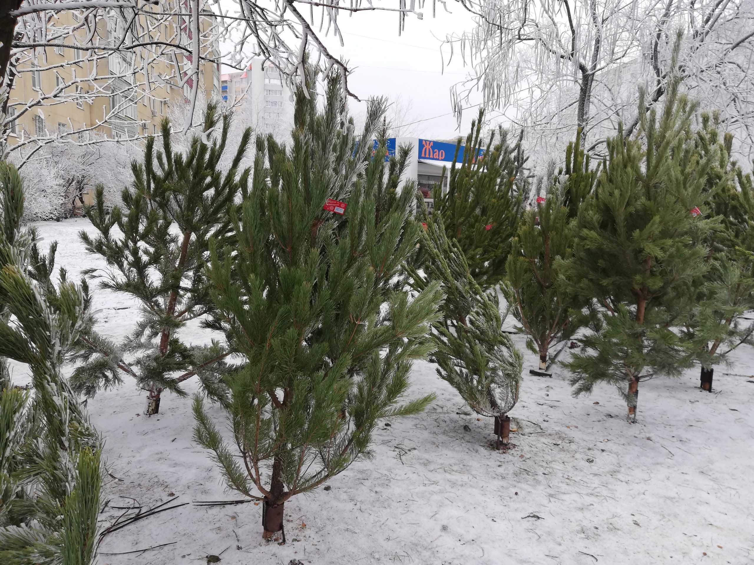 Стоимость елок в России подскочила на 30%