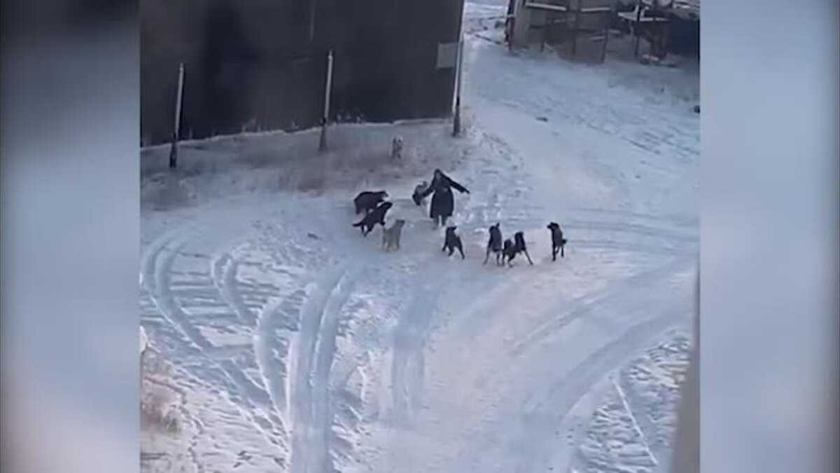  В Якутске введен режим ЧС из-за смерти женщины после нападения собачьей стаи