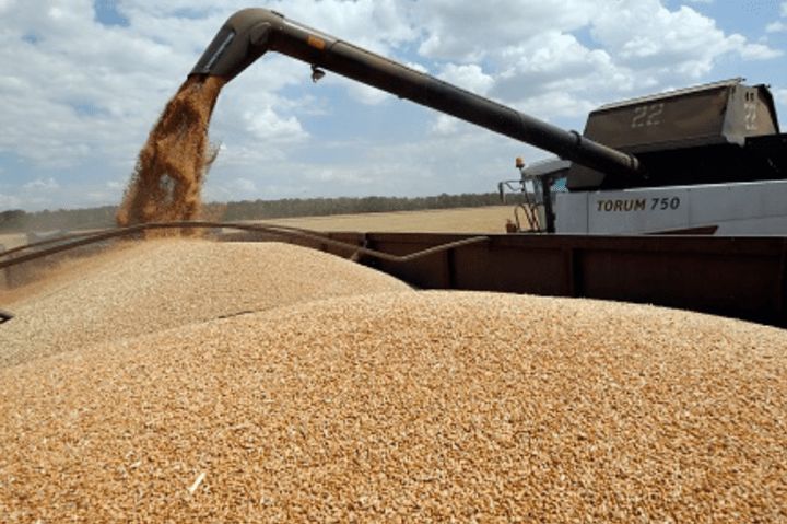 Главы министерств сельского хозяйства G7 призвали к ответственности Индию за ее запрет на вывоз пшеницы