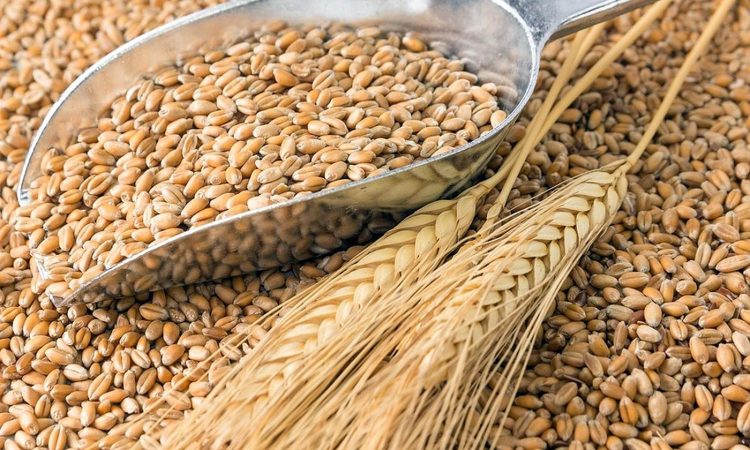 Мировые цены на зерно снизились на 10% из-за вывоза стратегических запасов из Украины