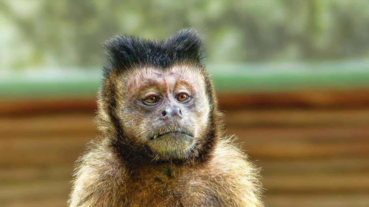 В Роспотребнадзоре сообщили, что в России зафиксирован первый случай заражения обезьяньей оспой