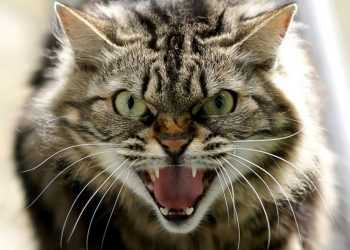 Фото: kot-i-koshka.ru