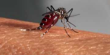 Repas de sang d'Aedes aegypti, moustique vecteur de la dengue, fièvre jaune et chikungunya.