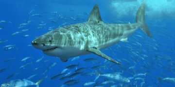 Фото: fedorovkarb.ru