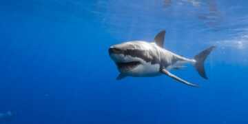 Фото: phonoteka.org