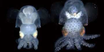 Фото: Carrie Albertin and MBL Cephalopod Program