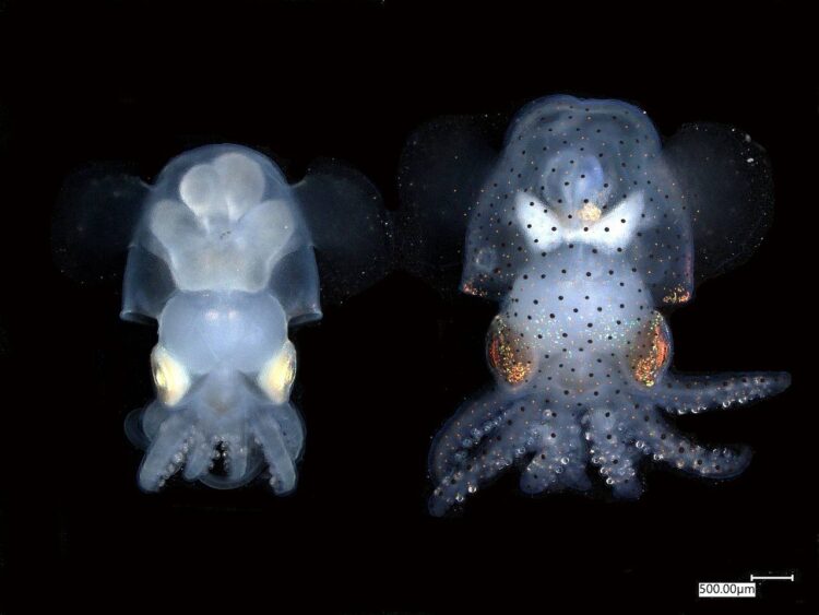 Фото: Carrie Albertin and MBL Cephalopod Program