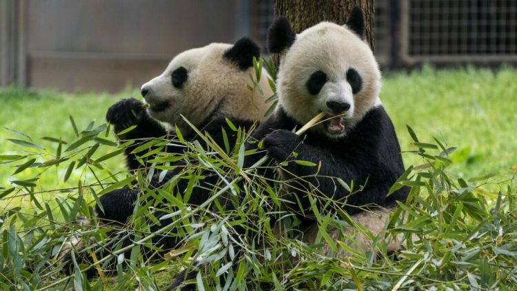 Фото: AP Photo