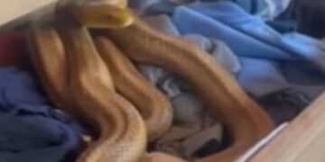 Фото: WPLG Local 10 / YouTube