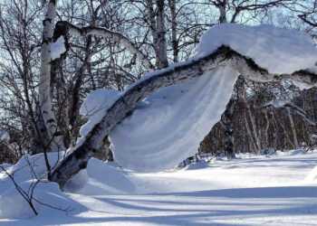 Фото: Pixabay.com