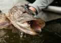 Фото: Shutterstock