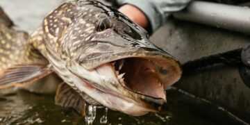 Фото: Shutterstock