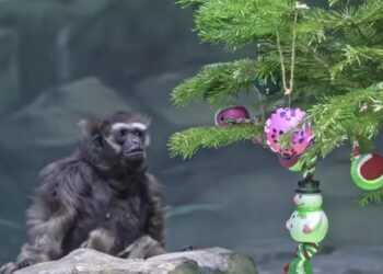 Фото: Московский зоопарк