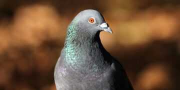 Фото: Freepik