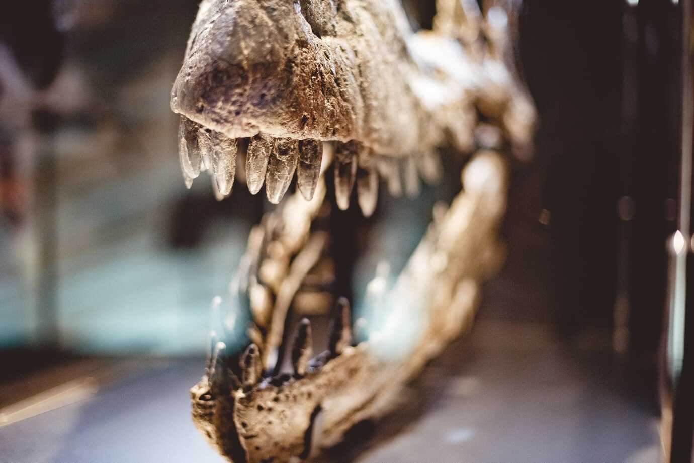 Англии найдены останки крупнейшего ихтиозавра возрастом 200 миллионов лет