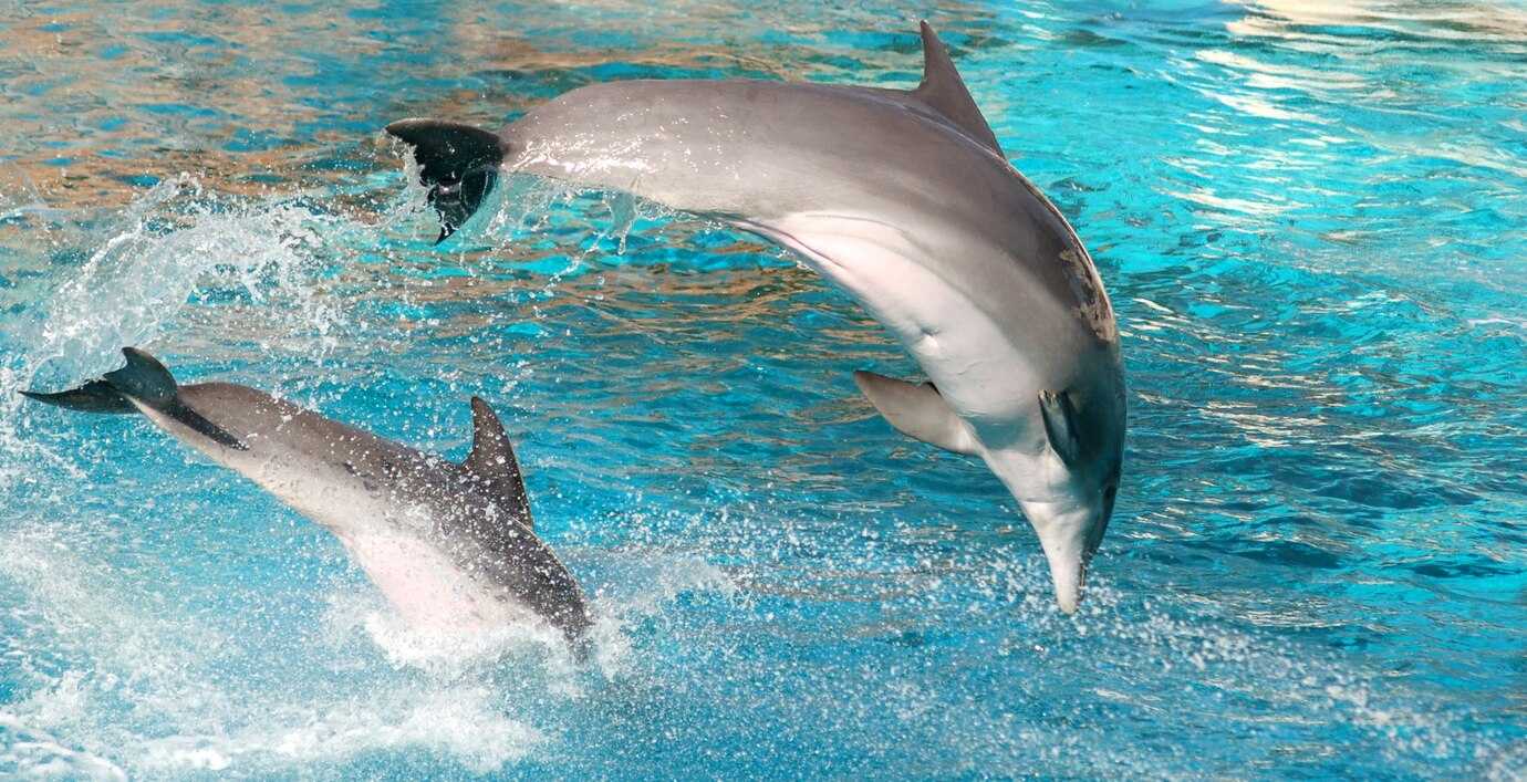 Биолог Бабченко заявил, что подготовить боевых дельфинов могут только РФ и США