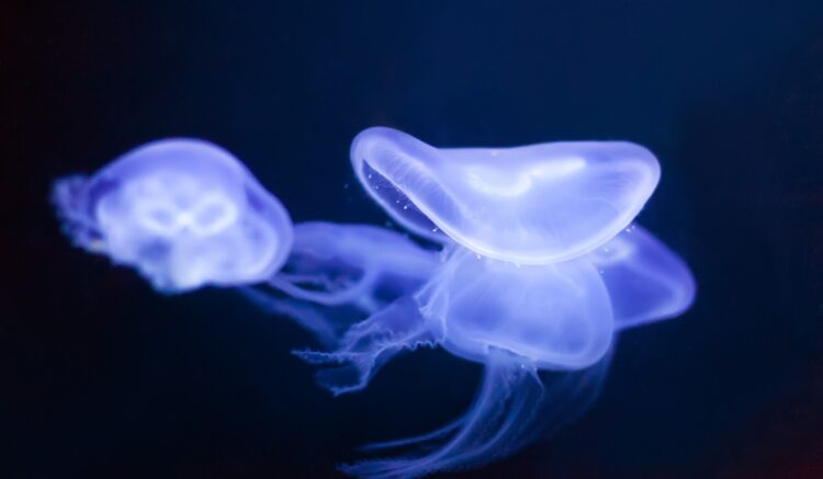 Фото: Freepik
